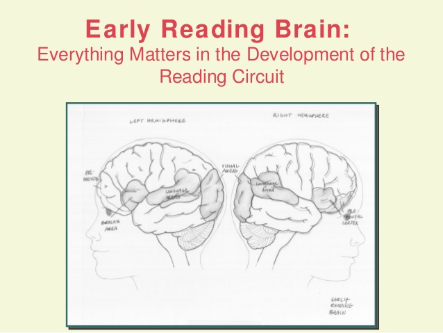 Early Reading Brain - Everything matters in development of the reading circuit with images of brain scans